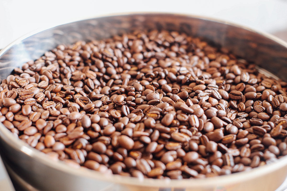 Fair Trade Organic Coffee Beans from East Timor